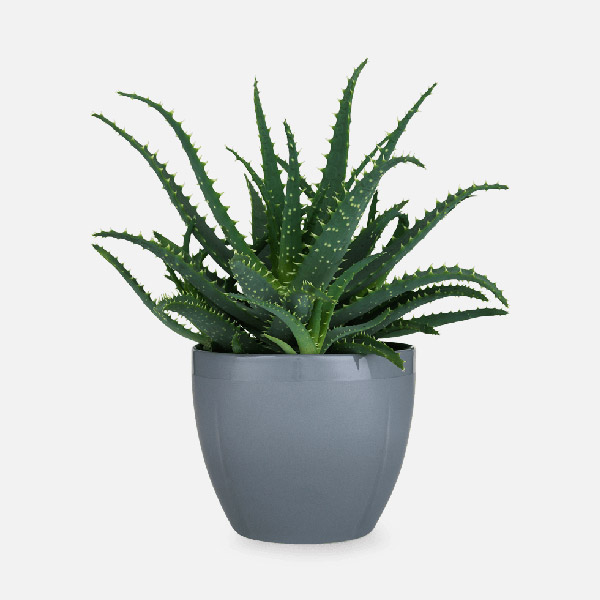 آلوئه شمعدانی